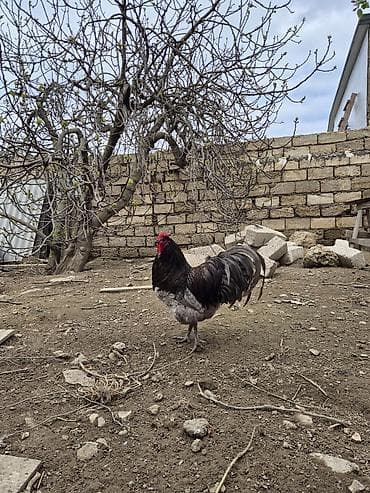 meşe xoruzu: Salam Aleykum 1 yaşi var .Ciddi şexsler narahat etsin — 2