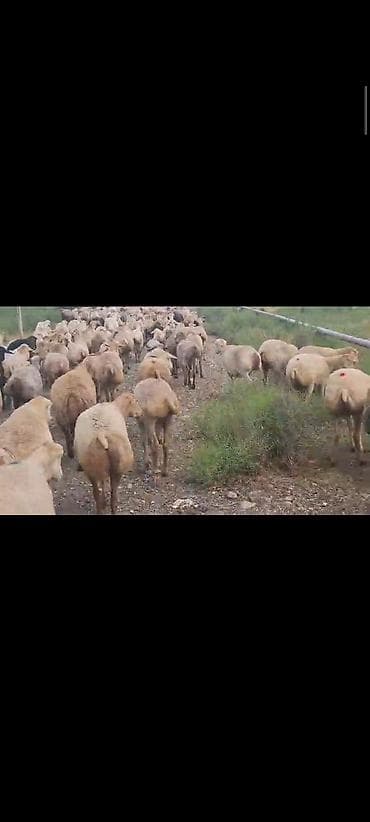 qoyun satilir: Dişi, il: 1, 60 kq, Damazlıq, Ünvandan götürmə — 7