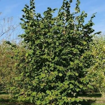 dekorativ dibçək gülləri: Salam.60 Sot findiq baqi 10 ilik və 6 ilik aqaclardi tam meyveye — 2