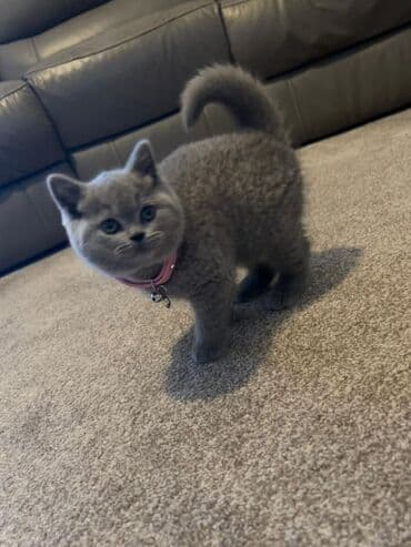 Gəmiricilər: Britan, Dişi, Yaxşı əllərə, Ödənişli çatdırılma — 1