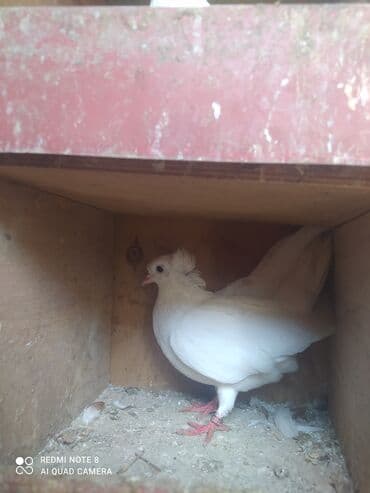 göyercin yuvası: Satılır Göyərçin Sumqayit Azizli — 2