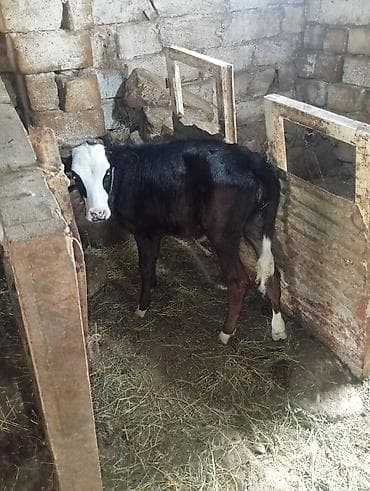 diwi dana: Boz dana dişi di 95 günlük tək qiymət 1150 manata anqust di qara — 3