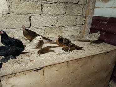 qirqovul yuvasi: Limonu qırqovullar satılır heyvanlar bir fərə bir xoruz şəklində — 5