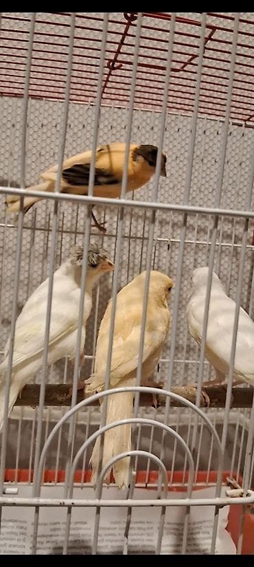 Akvarium aksessuar və ləvazimatları: Cavan Quşlar satılır hər qiymətə var — 3