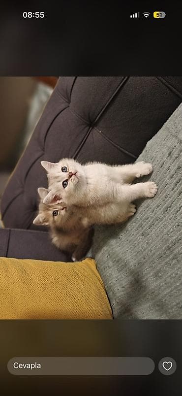 bala pişik pulsuz: Britan — 4