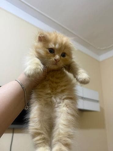 pisi: Zəncəfil rəngli, uzun tüklü balaca pişik balası - Cins görünüşü — 3