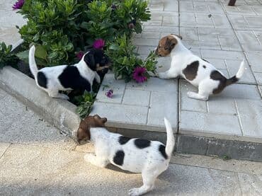 Cek rassel teryer, 2 ay, Dişi, Ünvandan götürmə