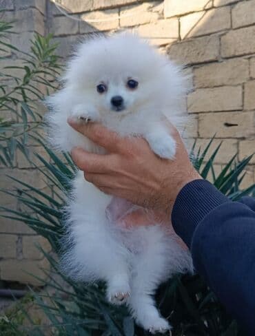 ingilis setter it cinsinin digər adı: Şpitz, 3 ay, Dişi, Peyvəndli — 2