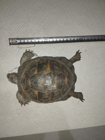 американский плоскоухий членистоногий когтеступ: Quru tısbağa (Testudo) – ev heyvanı - Növ: Quru tısbağa (Rus/Orta — 1