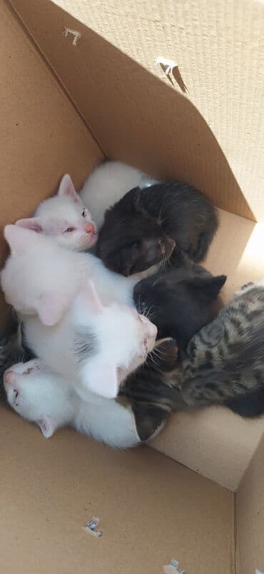 енот в баку купить: Bir qutuya yığılmış bir neçə pişik balası. Ağ, qara və zolaqlı — 1