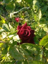 xedice gulu: Saqı Gülçülük – Tərtərin ən gözəl gülləri Bir gül təkcə ətriylə deyil — 23