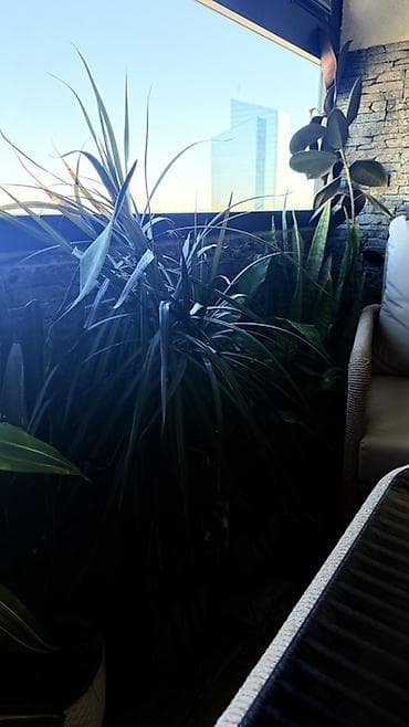 pul getiren guller: Böyük ölçülü otaq bitkiləri dəsti 1ededi 40 manatdi - Növ: Dracaena — 6