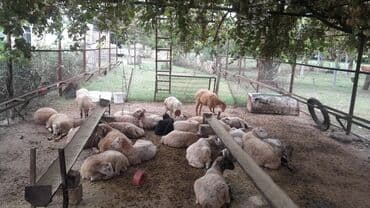 рынок животных в баку: Erkək, il: 7, 55 kq, Ətlik, Ünvandan götürmə — 2