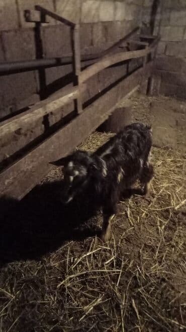 Təsvir: - Qoyun-keçi - Rənglər: qara, (uzun tüklü). - Şaqqalı