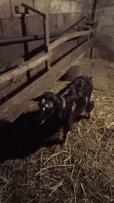 Yerli və ərəb keçiləri var satiq ünvan mehdiyabad 150 manatdan