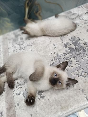 Gəmiricilər: Siam, Erkək, Dişi, Yaxşı əllərə, Ünvandan götürmə, Pulsuz çatdırılma, Ödənişli çatdırılma — 6