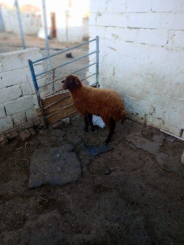 Гуси: Əsil damazdıqa quzu satılır istəyən olsa yazsın video sun atım baxın — 6