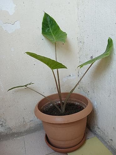 Комнатные растения: Alokaziya (Alocasia) – dekorativ yarpaqlı otaq bitkisi - Qab: gil — 2