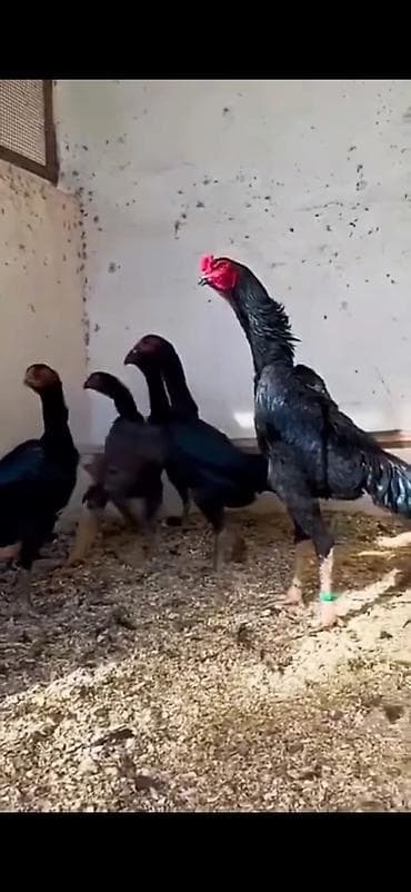 Aseel (Asil) döyüş tipli toyuq-quşları – elit nəsil - Fotoşəkillərdə