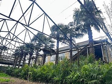 Bitkilər: Beyləqan rayonu, Daşburun kəndində yerləşən 10 ədəd sağlam, 20 illik — 5