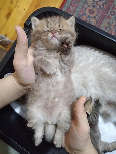 pişik: Britan — 9