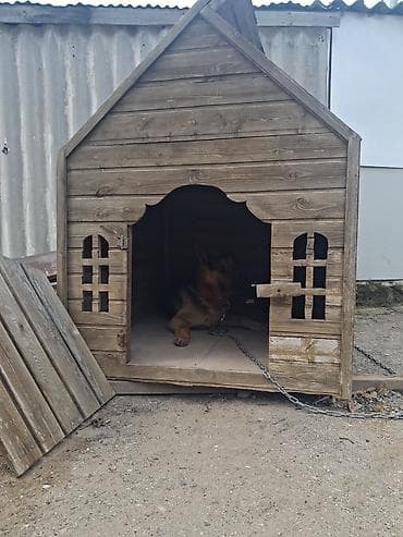 barter itler: Afcarka satilir cinsi erkekdi qiymetde endirim olacag eleve sullar — 1