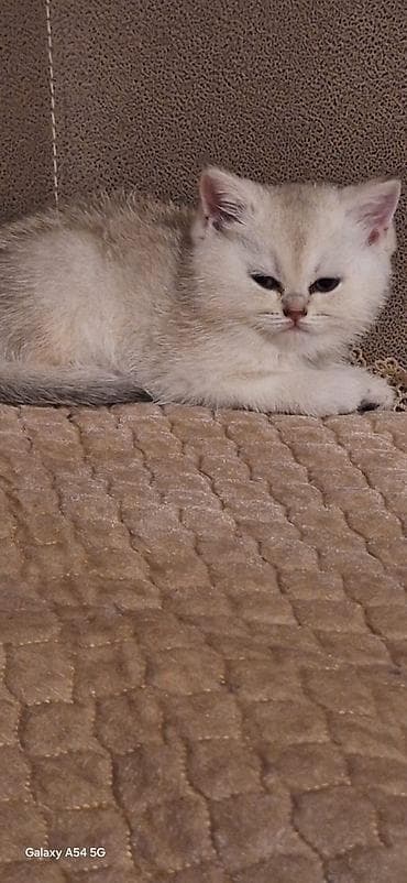 Şinşilla, Dişi, Yaxşı əllərə — 1