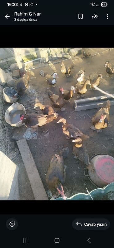 Tutuquşları: 30m dişilə 40m erkəylər 2erkəy 8ədəd diyi — 3