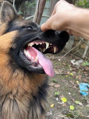 alman coban iti qiymeti: Alman çoban iti, 1 il, Erkek, Peyvəndli, Ünvandan götürmə — 4