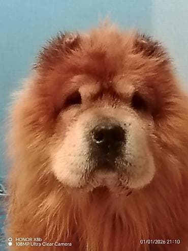 it telimi: Çau-Çau, Erkek, Peyvəndli, Ünvandan götürmə — 3