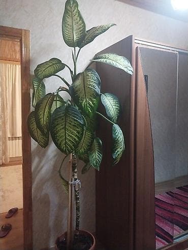Böyuk bəzəkli otaq bitkisi – Dieffenbachia (tropik dekorativ yarpaq) lalafo.az -da Böyuk bəzəkli otaq bitkisi – Dieffenbachia (tropik dekorativ yarpaq)