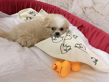 heyvanlar atlar: Pekines, 1 ay, Erkək — 3