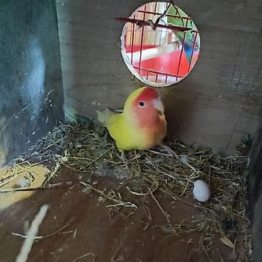 Agapornis cütləri – rəngli sevda papuqayları Cütü 80₼. Britan qızılı
