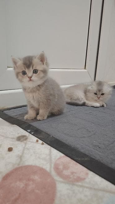 scotland pisik: Şinşilla, Yaxşı əllərə — 2