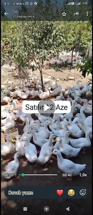 Ördəklər satılır 12Aze