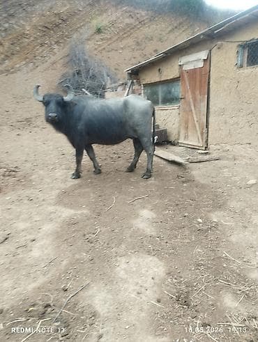 cuce satişi: Balal camış satılır dişi balayla dördüncü balası yanında — 1
