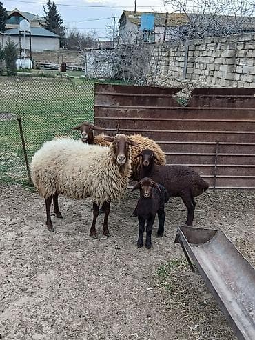 Qazlar: Salam 2 dene Ana baladi. Qirmizi qoyun 1 ci qarnidi disi balaynan .Ag — 1