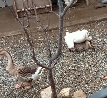 Qazlar – yumurtası və balaları damazlıq üçün - Növ: ev qazı (ağ və