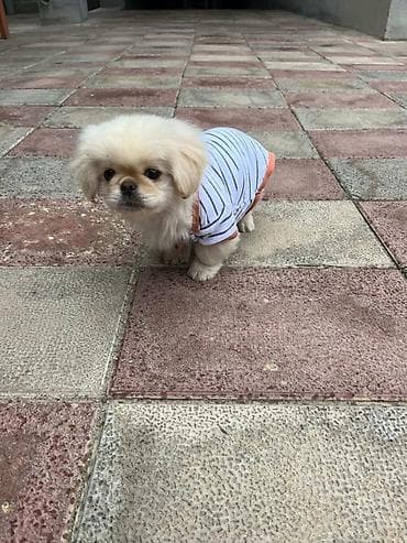 ev heyvanı: Пекинес, 9 месяцев, Самец — 3