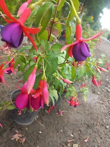 banan agaci: Məhsul: Bağ üçün dekorativ bitkilər və ağaclar Təsvir: - Everqreen — 8