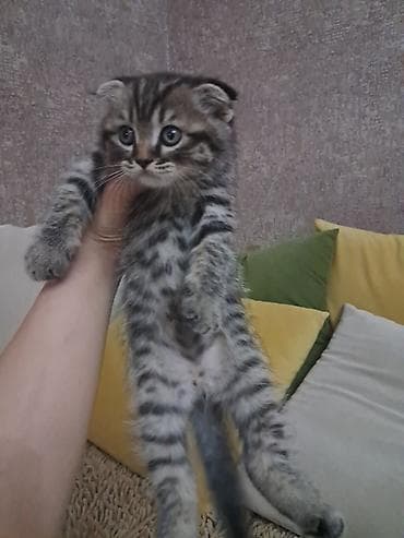 cao cao sobaka: Şotland — 2