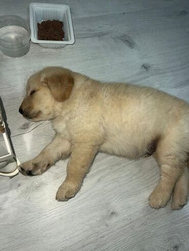 itler ucun qurd dermani: Retriever, 4 ay, Erkek, Peyvəndli — 7