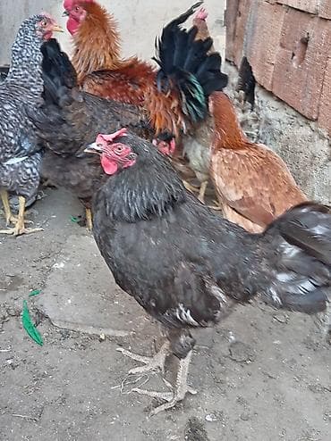 yumurtlayan toyuq: Toyuq, Damazlıq, Ünvandan götürmə — 9