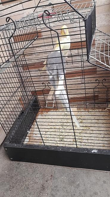 Nimfa (cockatiel) cütü və qəfəs - Növ: Nimfa (cockatiel) – birinin