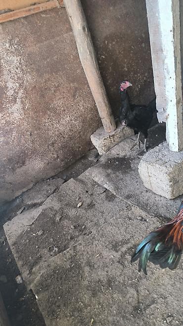 Toyuq cücələri, Damazlıq lalafo.az -da Toyuq cücələri, Damazlıq