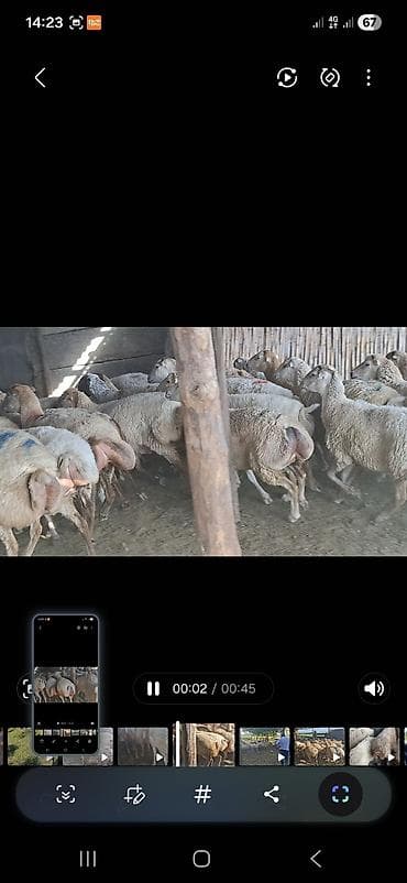 qoyun surusu satilir: 2 avqus 600 bas satlir barter var - Cins: quyruqlu (yağlı quyruq) — 2