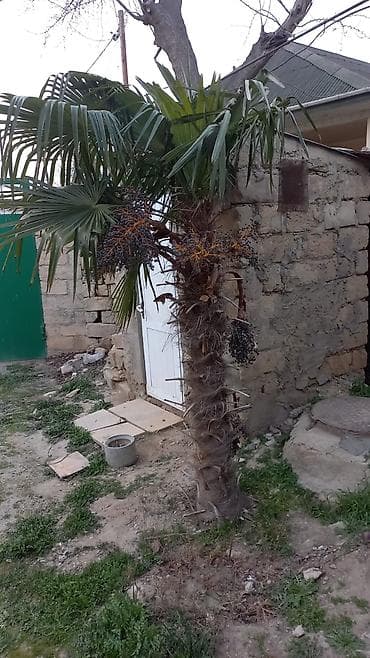 palma satisi: Yelpazə yarpaqlı xurma/palmanın satışı İki ədəddir təcili satılır — 1