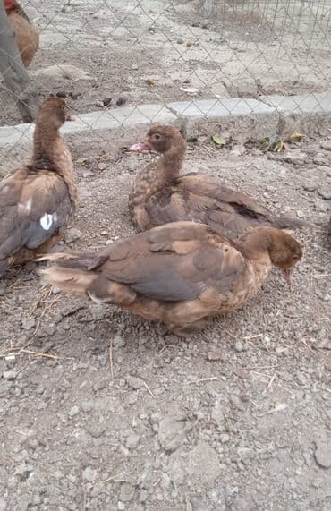 kayuqa ördək: Erkək, | Lal ördək, Damazlıq, Ünvandan götürmə — 4