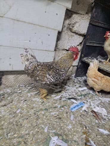 hazır yuva: Toyuq, Damazlıq — 14