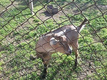 heyvan bazarı: Salam Allah hamının malına bərəkət versin.Alpin-sani — 3